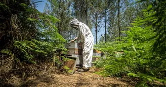 Apiculteur 2 des Ruchers du Born (Copier)